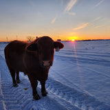Cow standing in a snowy field during sunset