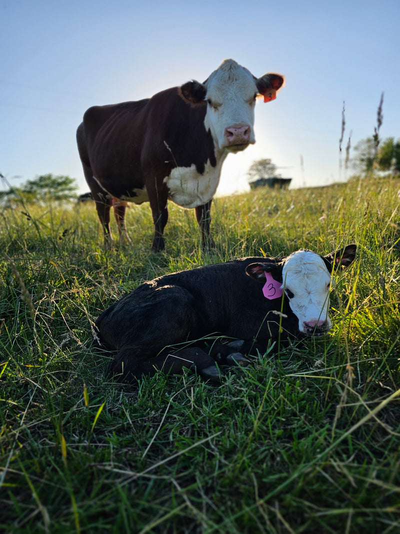 Two cows, one standing and one lying down in a grassy field with a clear sky.