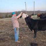 Man interacting with a cow in an open field with other cows in the background.