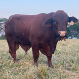 Brown bull standing in a grassy field with a clear blue sky.