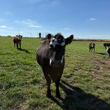 Cows in a field in Lincoln Missouri