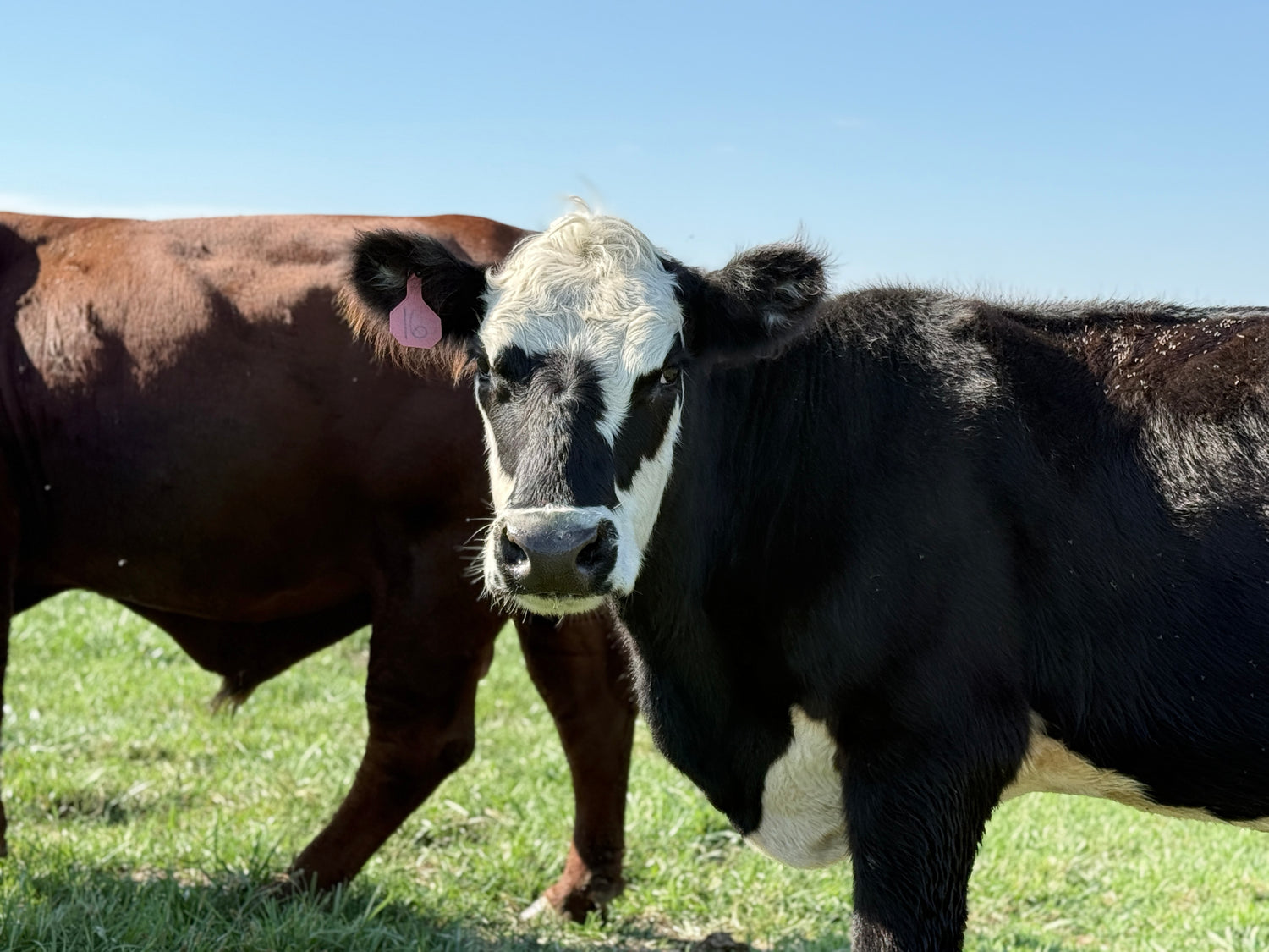 Cow standing in a grassy field with another cow partially visible
