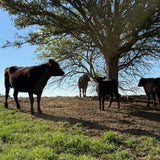 Cows in a field with a large tree