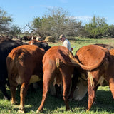 Cows in a grassy field with a person in the background