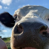 Close-up of a cow's face with a blurred background