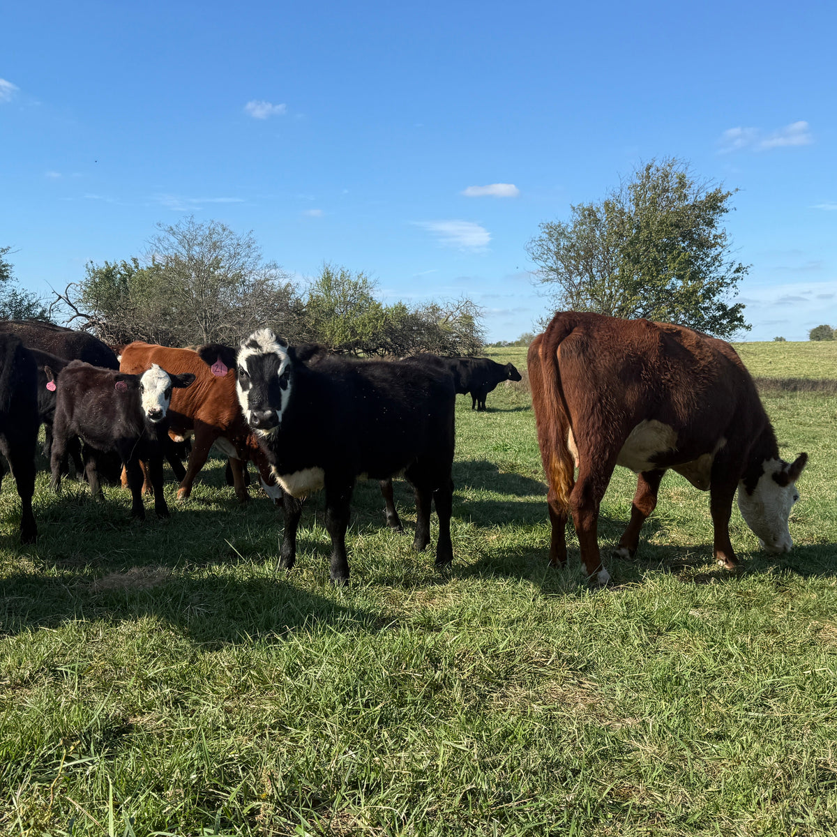 Cows grazing in a grassy field with trees and blue sky in the background