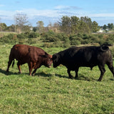 Two bulls interacting in a grassy field with trees and a clear sky in the background.